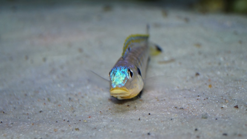 Enantiopus sp. 'kilesa'